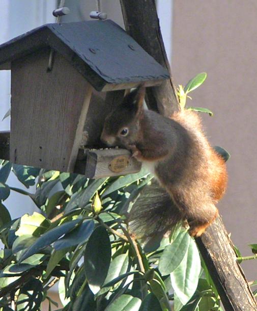 Eichörnchen Besuch