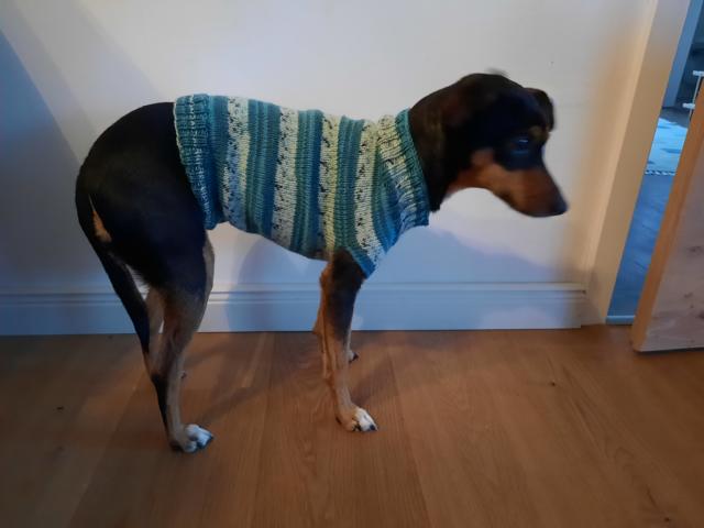 Strickpulli für den Hund