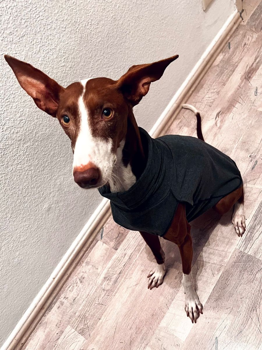 Hundemantel aus Baumwolljersey