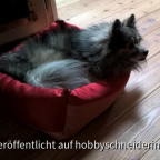 selbstgenähtes Hundebett