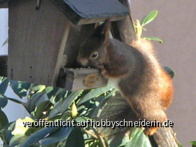 Eichörnchen Besuch