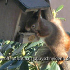 Eichörnchen Besuch