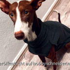 Hundemantel aus Baumwolljersey