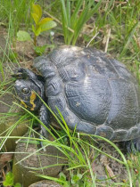 MBMA Schildkröte