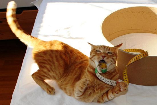 Katze Maßband DIY