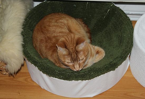 Katzenkorb unter der Heizung